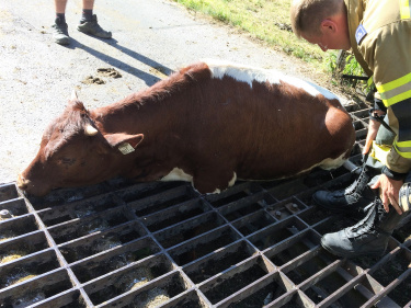 Tierrettung Einödweg