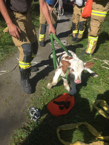 15.09.2019 Tierrettung aus Salzach