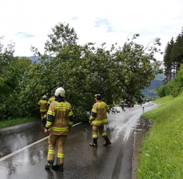 22.07.2020 Baum umgestürzt