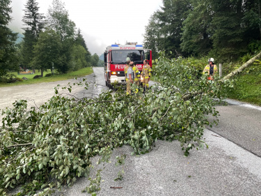 23.07.2022 Baum umgestürzt